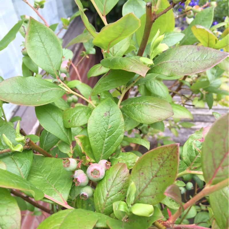 Plant image Vaccinium corymbosum 'Jersey'