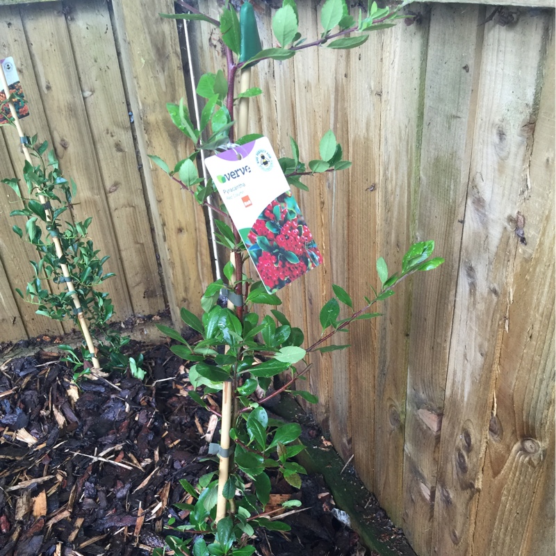 Firethorn 'Red Column'