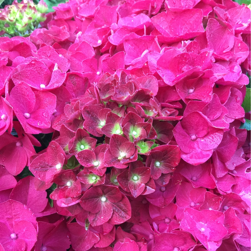 Hydrangea