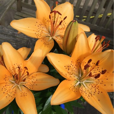 Lily 'Apricot Joy' (Asiatic)