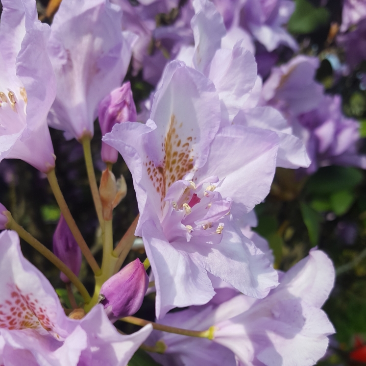 Plant image Rhododendron insigne