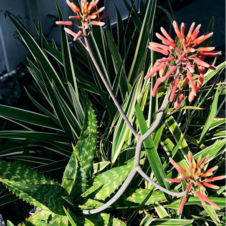 Plant image Aloe Distans