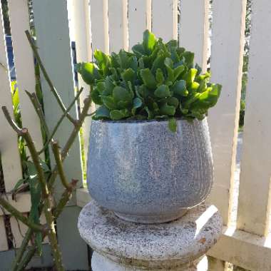 Crassula arborescens subsp. 'Undulatifolia'