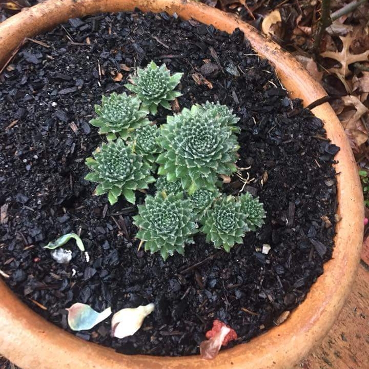 Plant image Sempervivum Pacific Feather Power