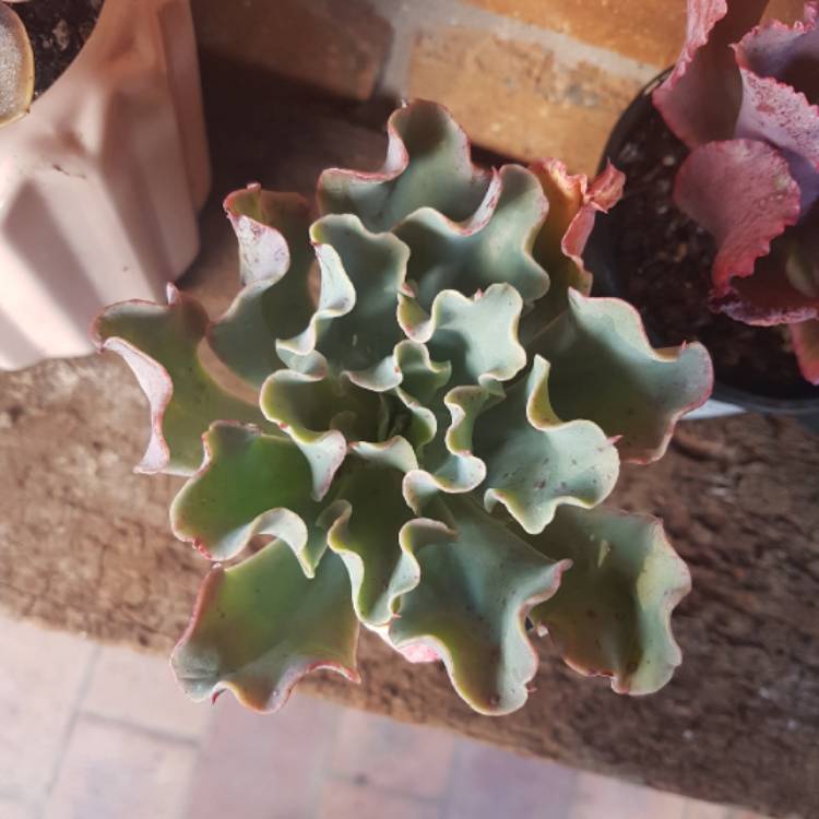 Plant image Echeveria Blue Lagoon