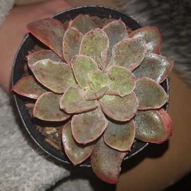 Echeveria 'Painted Frills'