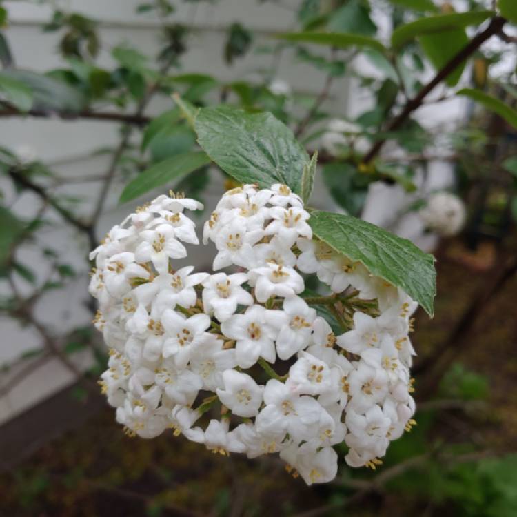 Plant image Viburnum x burkwoodii