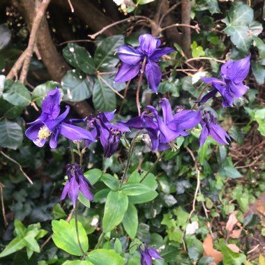 Alpine Columbine