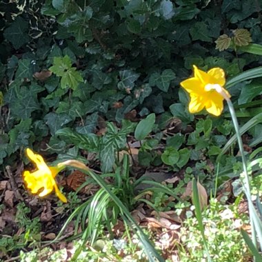 Daffodil (Species) Wild Daffodil