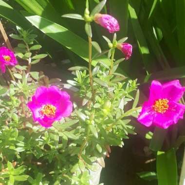 Pink Portulaca