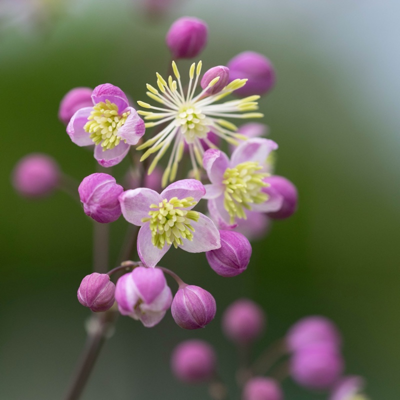 Thalictrum 'Elin'