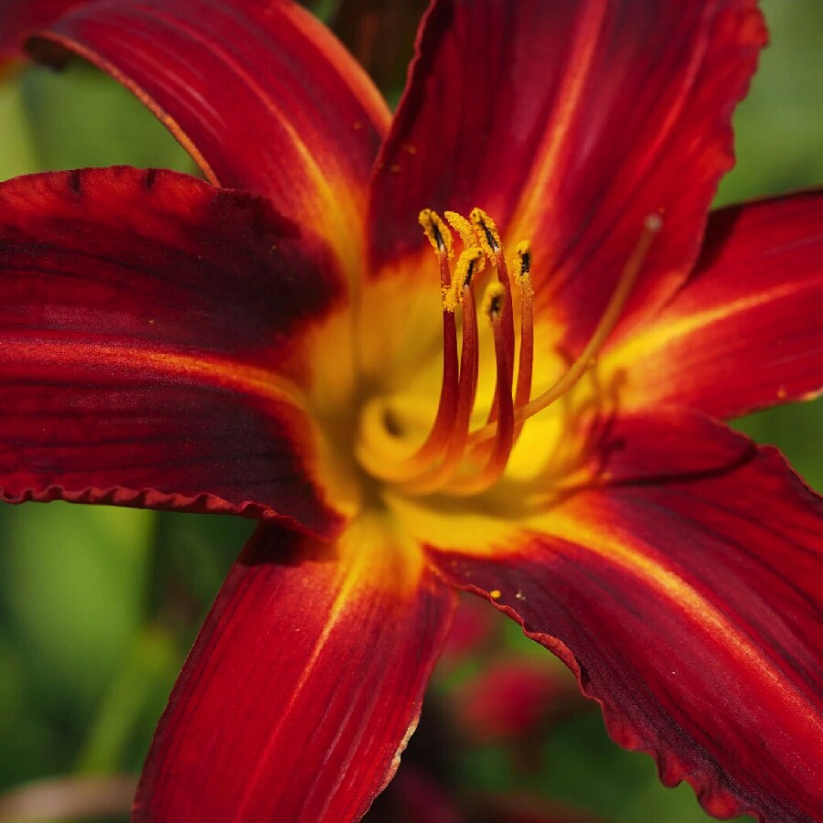 Hemerocallis 'Stafford'