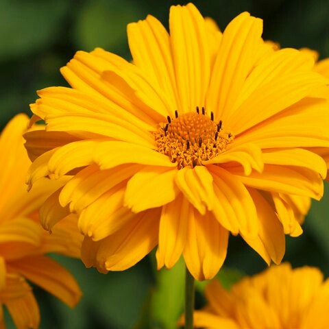 Heliopsis helianthoides 'Sweet Sunshine'