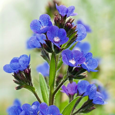 Plant image Anchusa azurea 'Loddon Royalist'