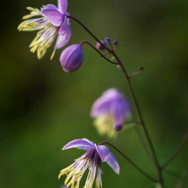 Thalictrum