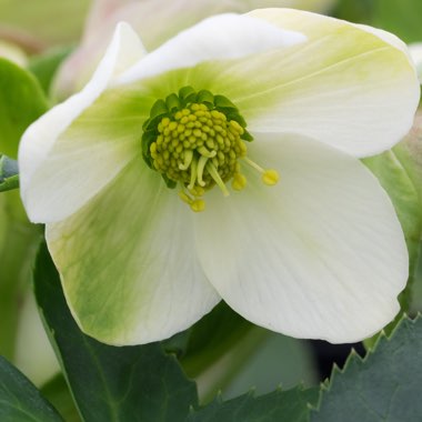 Helleborus x nigercors 'Emma'