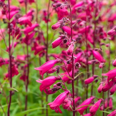 Penstemon 'Andenken an Friedrich Hahn' syn. Penstemon 'Garnet'