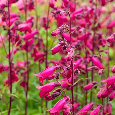 Penstemon 'Andenken an Friedrich Hahn' syn. Penstemon 'Garnet'