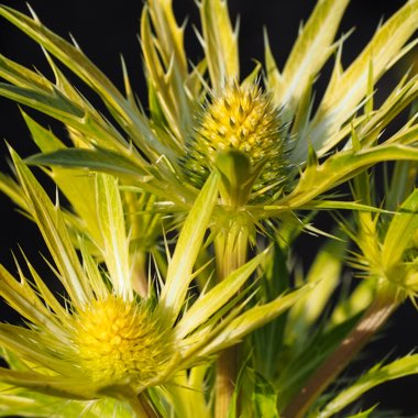 Eryngium x zabelii 'Neptune's Gold'