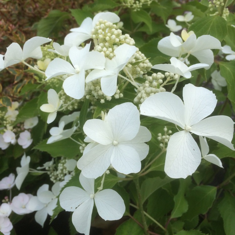 Plant image Hydrangea Paniculata 'Levana'