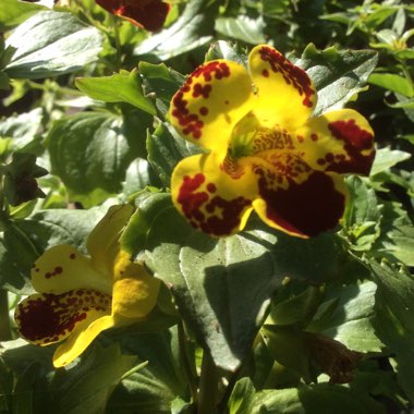 Mimulus 'Extra Choice Mixed'