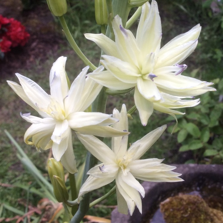 Plant image Camassia leichtlinii 'Semiplena'