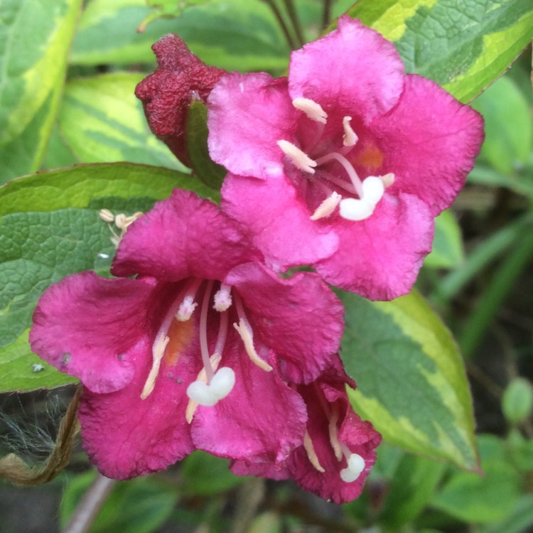 Plant image Weigela 'Kosteriana Variegata'