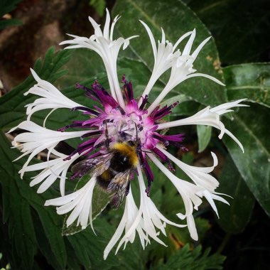 Centaurea 'Amethyst on Ice'