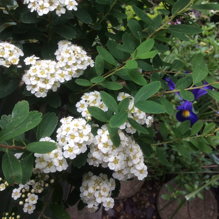 Plant image Spiraea prunifolia 'Plena'