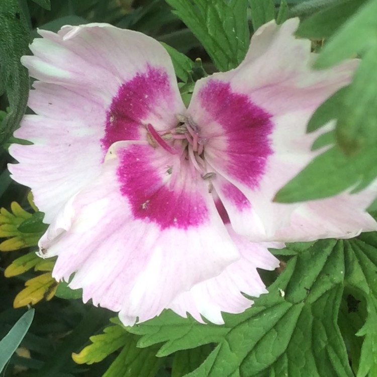 Plant image Dianthus 'Cherry Daiquiri'