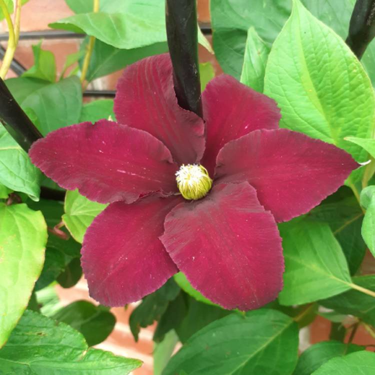 Plant image Clematis 'Niobe'