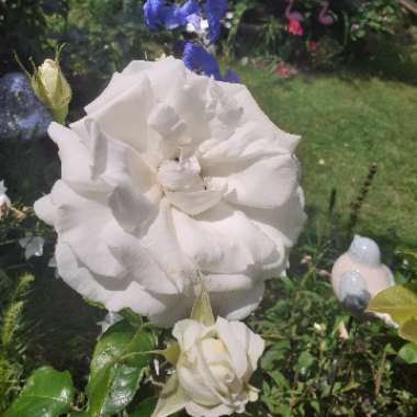 Rosa 'Poulari' syn. Rosa 'Silver Anniversary', Rosa 'Roy Black', Rosa 'Isis', Rosa 'Karen Blixen'