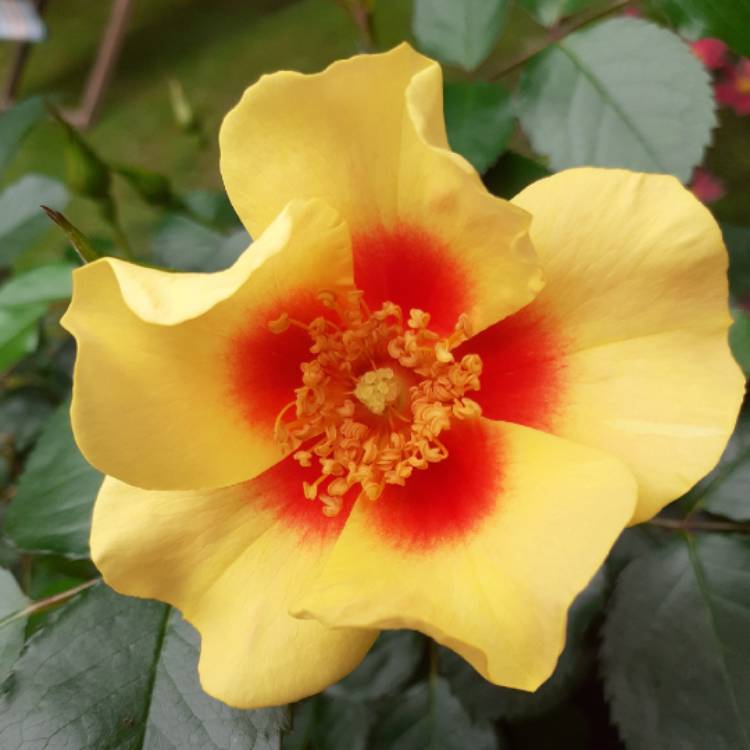 Plant image Rosa 'Chewbullseye' syn. Rosa 'Eye of the Tiger'