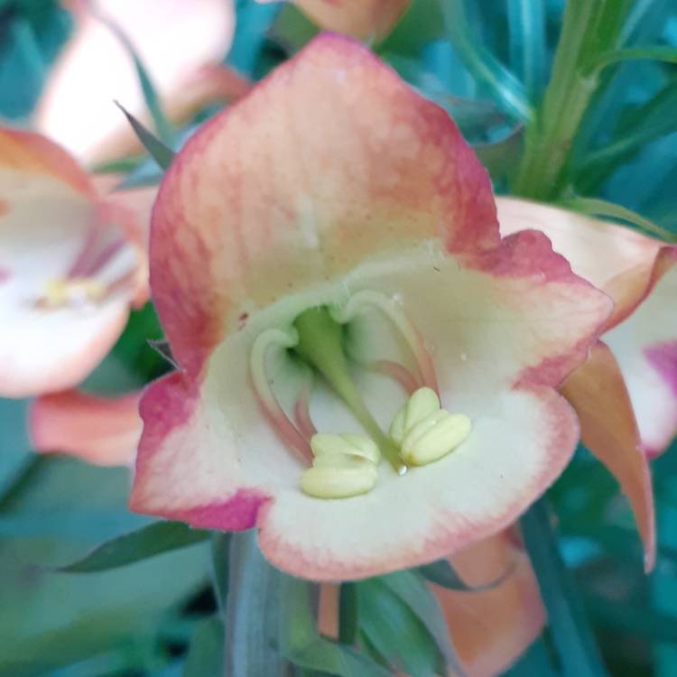 Plant image Digitalis 'Illumination Flame'