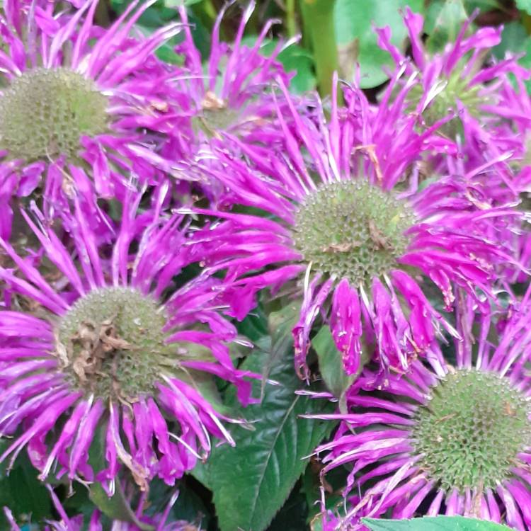 Plant image Monarda 'Leading Lady Lilac'