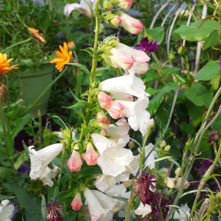 Plant image Penstemon 'Apple Blossom'