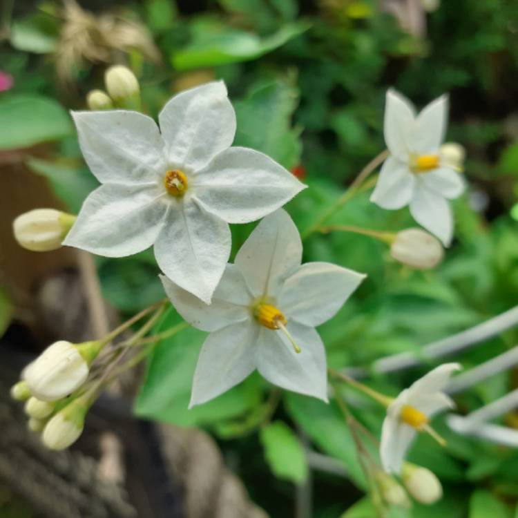 Plant image Solanum Jasminum Album