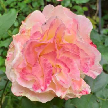 Rosa 'Double Delight'