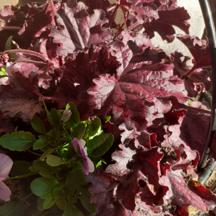 Plant image Heuchera 'Forever Purple'