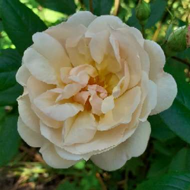 Rosa 'Ausherbert' syn. Rosa 'The Lady of the Lake'