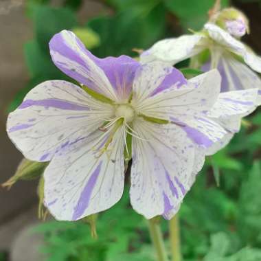 Geranium pratense 'Striatum' syn. Geranium pratense 'Splish Splash'