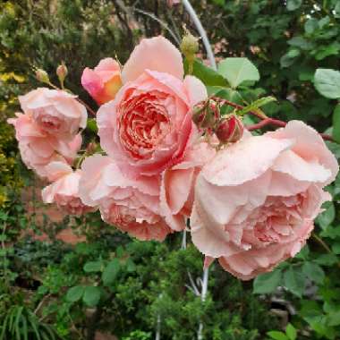 Rosa 'Ausled' syn. Rosa 'A Shropshire Lad'