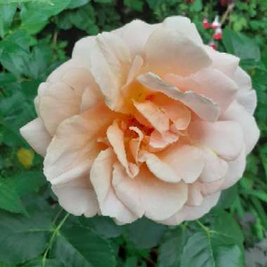 Rosa 'Schoolgirl'