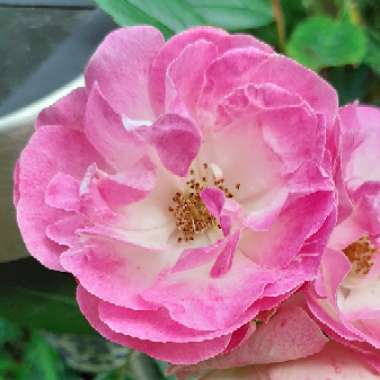 Rosa 'Ruby Anniversary'