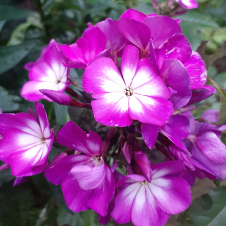 Plant image Phlox paniculata 'Laura'