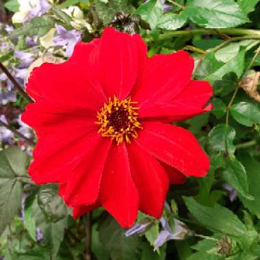 Dahlia 'Bishop of Llandaff'