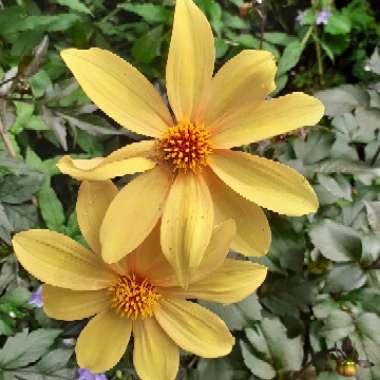 Dahlia 'Bishop of York'