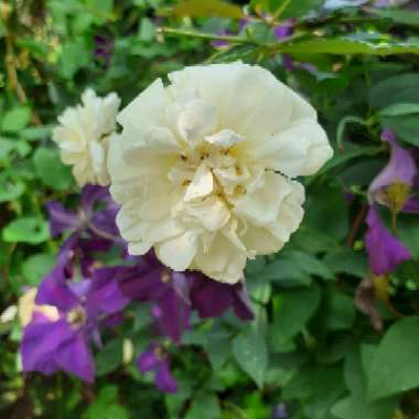 Rosa 'Auscanary' syn. Rosa 'Malvern Hills'