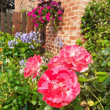 Rosa 'Wekgobnez' syn. Rosa 'Rock And Roll', Rosa 'Coeur De Rockeur'