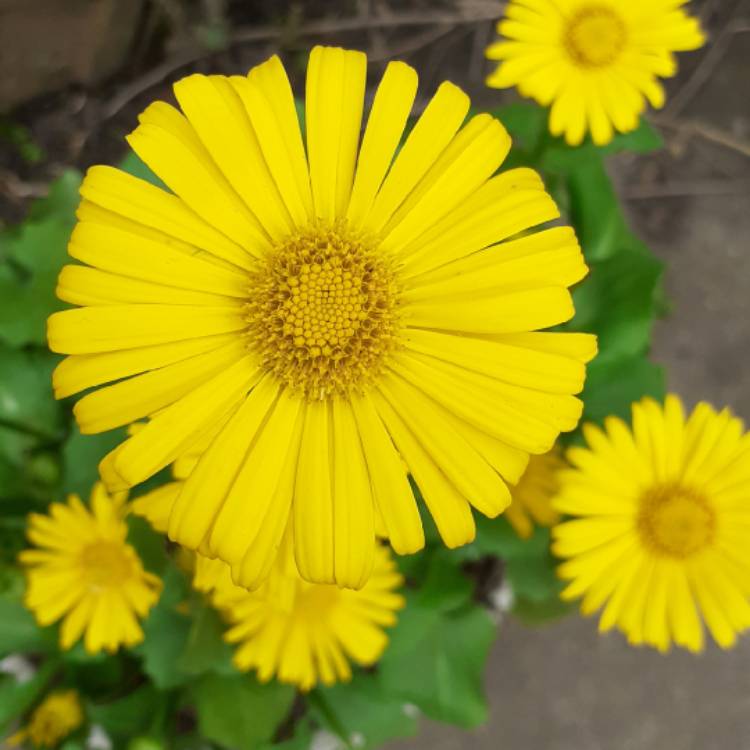 Plant image Doronicum orientale 'Leonardo™ Compact'